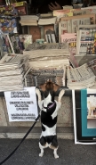 Nome File=Jack_Russel.jpg
Dimensione File=444KB
Dimensioni=468x800
Data aggiunta=Apr 12, 2016 Jack_Russel.jpg