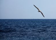 Nome File=ligure.jpg
Dimensione File=248KB
Dimensioni=800x581
Data aggiunta=Mar 23, 2009 ligure.jpg