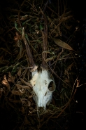 Nome File=Capriolo-copia.jpg
Dimensione File=570KB
Dimensioni=800x1200
Data aggiunta=Ago 19, 2022 Capriolo-copia.jpg