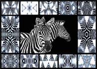 Caleido-zebre.jpg Caleido-zebre.jpg