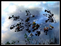 Nome File=MICRO_ramo_in_cielo.JPG
Dimensione File=155KB
Dimensioni=786x600
Data aggiunta=Gen 19, 2009 MICRO_ramo_in_cielo.JPG