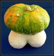 MICRO_zucca_impudica.jpg