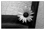Nome File=Il_fiore_E_la_sedia_.jpg
Dimensione File=280KB
Dimensioni=800x529
Data aggiunta=Giu 17, 2008 Il_fiore_E_la_sedia_.jpg