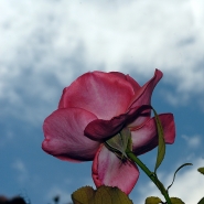 Nome File=ROSA.jpg
Dimensione File=261KB
Dimensioni=700x700
Data aggiunta=Giu 10, 2008 ROSA.jpg