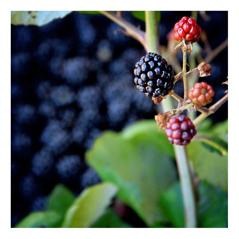 Clicca per l'immagine full size