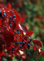 Nome File=autumn-in-red.jpg
Dimensione File=376KB
Dimensioni=585x800
Data aggiunta=Ott 28, 2009 autumn-in-red.jpg