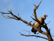 avvoltoio_sudafricano.jpg