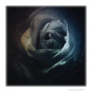Nome File=una-rosa-blu.jpg
Dimensione File=289KB
Dimensioni=600x600
Data aggiunta=Lug 08, 2008 una-rosa-blu.jpg