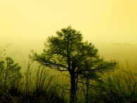 Nome File=A-Tale-of-Trees_res.jpg
Dimensione File=231KB
Dimensioni=800x600
Data aggiunta=Apr 07, 2009 A-Tale-of-Trees_res.jpg