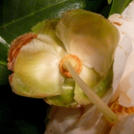 Camelia-tremula.jpg