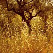 Fields-of-Gold_res.jpg