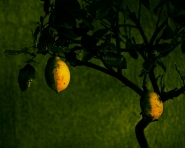 Nome File=Lemons-and-demons-final.jpg
Dimensione File=531KB
Dimensioni=900x723
Data aggiunta=Mag 10, 2012 Lemons-and-demons-final.jpg
