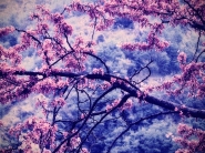 Nome File=Spring-Tree-mc.jpg
Dimensione File=333KB
Dimensioni=900x675
Data aggiunta=Mag 05, 2012 Spring-Tree-mc.jpg