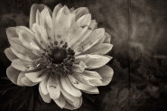 Nome File=anemone.jpg
Dimensione File=387KB
Dimensioni=900x600
Data aggiunta=Mar 12, 2012 anemone.jpg
