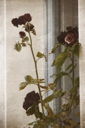 Nome File=at-the-window.jpg
Dimensione File=206KB
Dimensioni=600x900
Data aggiunta=Giu 25, 2010 at-the-window.jpg