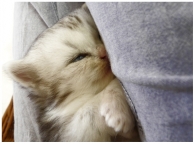 cucu_kitten.jpg cucu_kitten.jpg