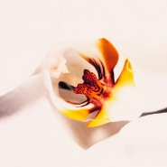 Nome File=lady-orchid-ph-v.jpg
Dimensione File=361KB
Dimensioni=900x900
Data aggiunta=Apr 05, 2012 lady-orchid-ph-v.jpg