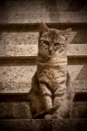 micio-mimetico.jpg