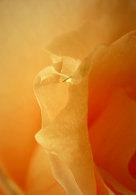 orange-rose-res.jpg