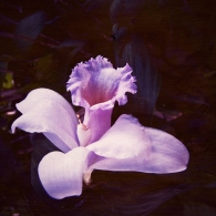 Nome File=orchid.jpg
Dimensione File=179KB
Dimensioni=800x800
Data aggiunta=Dic 31, 2009 orchid.jpg