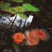 Nome File=underwater-garden-res.jpg
Dimensione File=284KB
Dimensioni=750x750
Data aggiunta=Mag 18, 2011 underwater-garden-res.jpg