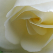 Nome File=WHITE.jpg
Dimensione File=145KB
Dimensioni=640x640
Data aggiunta=Mag 19, 2008 WHITE.jpg