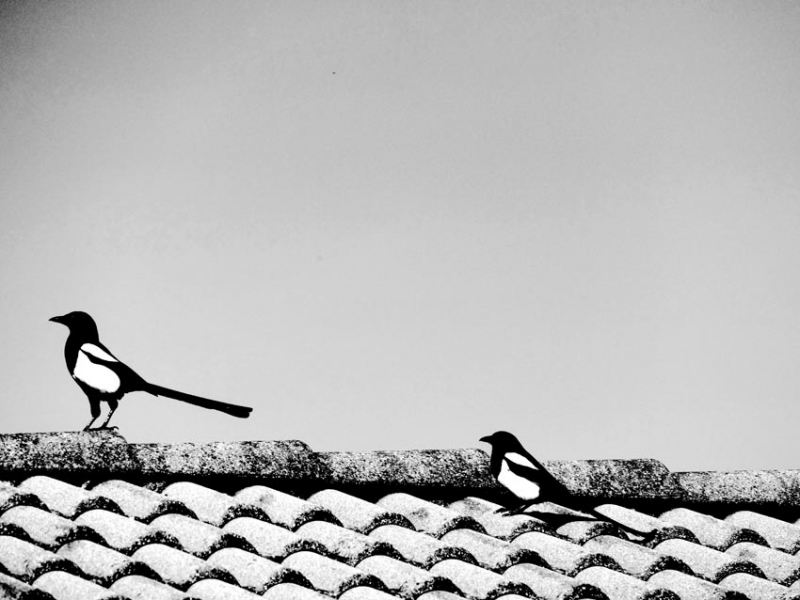 Clicca per l'immagine full size