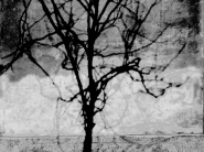 Filename=P1000208_edited-3.jpg
Filesize=400KB
Dimensions=1000x750
Date added=Mar 24, 2018 P1000208_edited-3.jpg