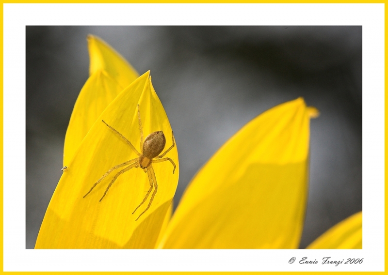 Clicca per l'immagine full size