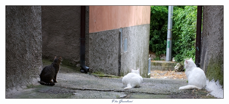 Clicca per l'immagine full size