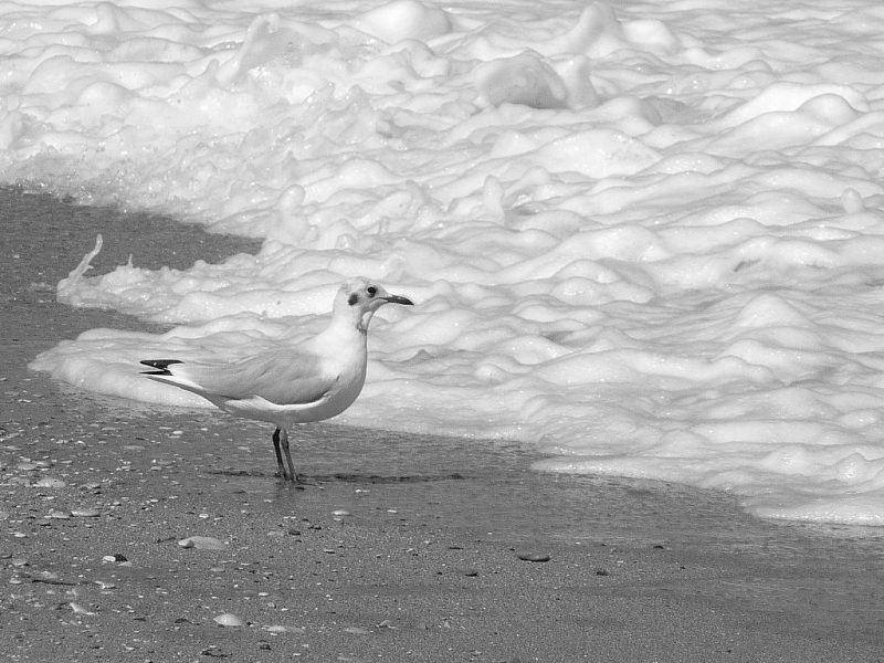 Clicca per l'immagine full size