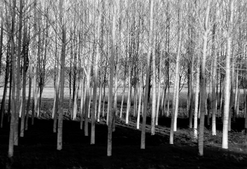 Clicca per l'immagine full size