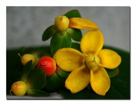 fiori_colorati.jpg