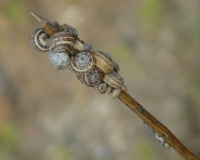 l_ammucchiata.jpg