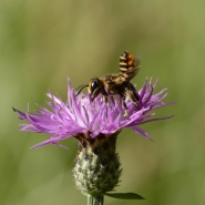 Nome File=Megachilideb.jpg
Dimensione File=247KB
Dimensioni=886x886
Data aggiunta=Lug 07, 2015 Megachilideb.jpg