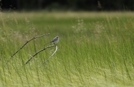 Nome File=ballerinacweb.jpg
Dimensione File=133KB
Dimensioni=765x497
Data aggiunta=Ago 09, 2009 ballerinacweb.jpg