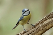 Nome File=bluetitb.jpg
Dimensione File=225KB
Dimensioni=794x530
Data aggiunta=Lug 07, 2008 bluetitb.jpg