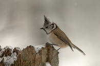Nome File=crested_tit.jpg
Dimensione File=166KB
Dimensioni=794x531
Data aggiunta=Nov 08, 2008 crested_tit.jpg