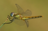 Nome File=dragonfly15.jpg
Dimensione File=164KB
Dimensioni=765x509
Data aggiunta=Mar 24, 2009 dragonfly15.jpg