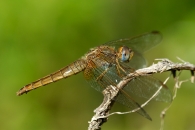 Nome File=dragonfly7.jpg
Dimensione File=181KB
Dimensioni=765x513
Data aggiunta=Mar 22, 2009 dragonfly7.jpg