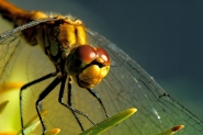 Nome File=dragonfly8b.jpg
Dimensione File=180KB
Dimensioni=765x512
Data aggiunta=Lug 12, 2008 dragonfly8b.jpg