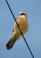 falcocuculo.jpg