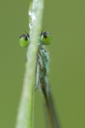 Nome File=iseeyou.jpg
Dimensione File=114KB
Dimensioni=482x720
Data aggiunta=Giu 04, 2008 iseeyou.jpg