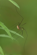 Nome File=longleg1.jpg
Dimensione File=131KB
Dimensioni=475x709
Data aggiunta=Lug 04, 2008 longleg1.jpg