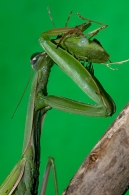 Nome File=mantidec.jpg
Dimensione File=159KB
Dimensioni=508x765
Data aggiunta=Ott 10, 2008 mantidec.jpg
