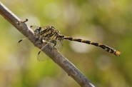 Nome File=onychogomphus12lr.jpg
Dimensione File=156KB
Dimensioni=700x463
Data aggiunta=Mag 30, 2011 onychogomphus12lr.jpg