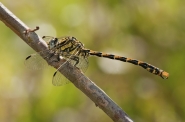 onychogomphus12lr.jpg