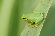 raganella6lr.jpg