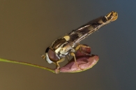 sullasiliqua.jpg sullasiliqua.jpg