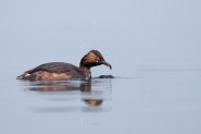 Nome File=svassopiccolo1hs.jpg
Dimensione File=369KB
Dimensioni=1200x800
Data aggiunta=Gen 11, 2015 svassopiccolo1hs.jpg